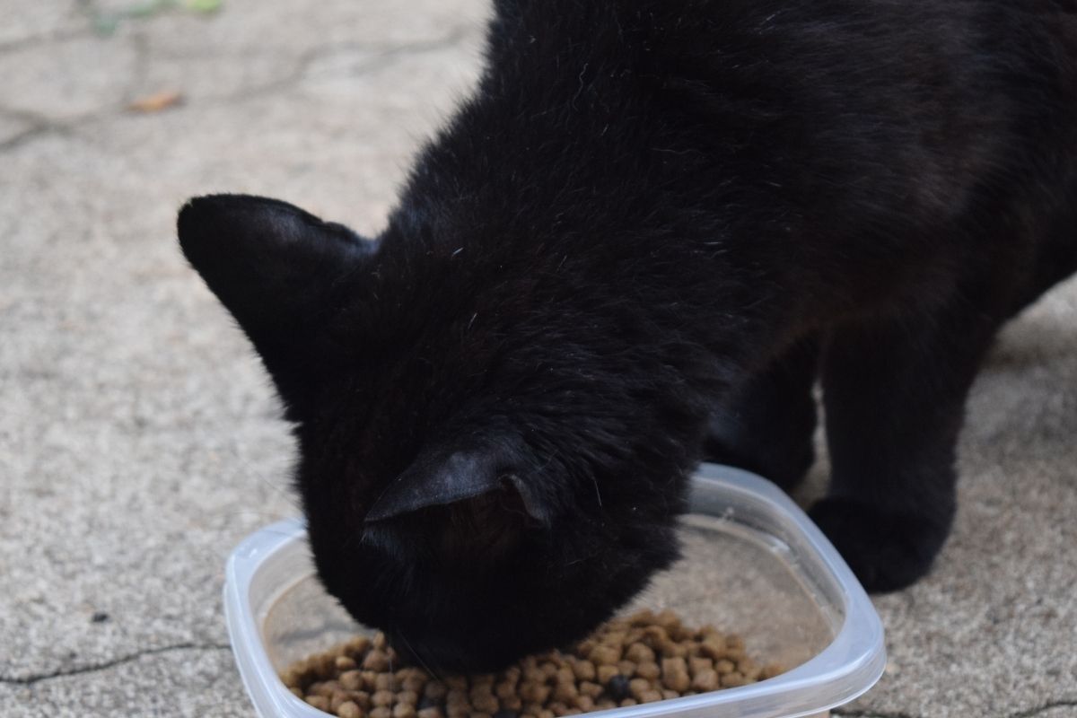 Croquettes chat sans céréales alimentation optimale pour votre félin